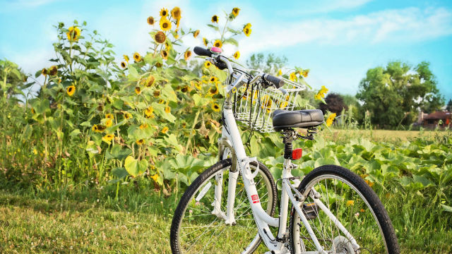 bicycle