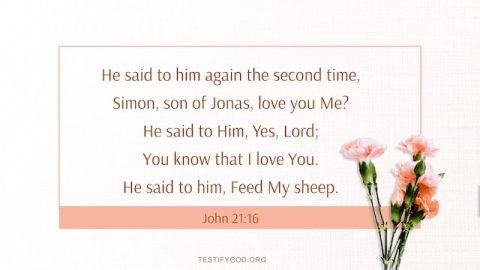 Reflection on John 21:16